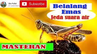 Download lagu MASTERAN BELALANG EMAS JEDA SUARA AIR (Link Mp3 by request) mp3 Download lagu MASTERAN BELALANG EMAS JEDA SUARA AIR (Link Mp3 by request) mp3