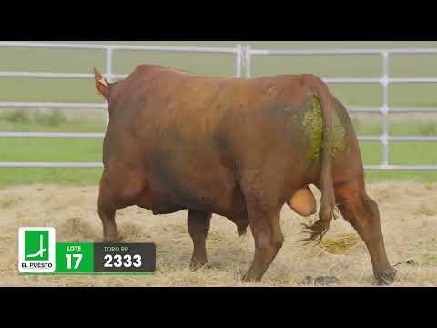 LOTE 17
