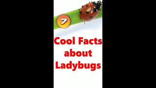 Top 7 Cool Facts about LADYBUGS #shorts #ladybug