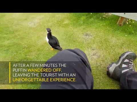Watch Curious Puffin Befriends a Tourist