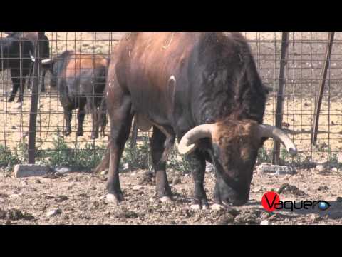 Presentación de la Ganadería TOROPASION