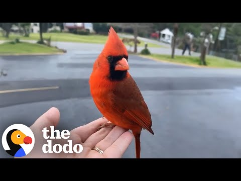 Cardinal Gives Cutest Goodbye To Woman Who Rescued Him | The Dodo