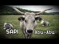 Sapi Abu Abu Hongaria Sapi Tanduk Panjang Dunia Binatang