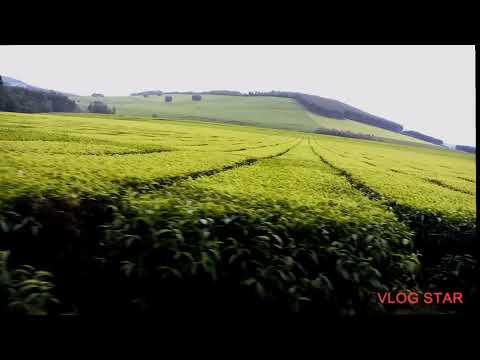 SASINI TEA PLANTATION NYAMIRA KENYA
