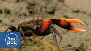 Crab | Wild Animals - Planet Doc Full Documentaries