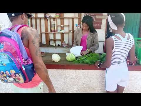 La producción de alimentos constituye tarea vital en el municipio avileño de Primero de Enero