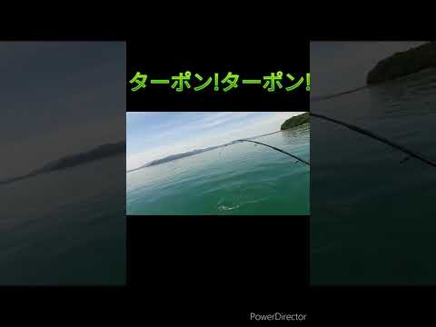 とうとう有明ターポン釣り上げる⁉#2馬力ボート #分割ボート #2馬力エンジン #釣り