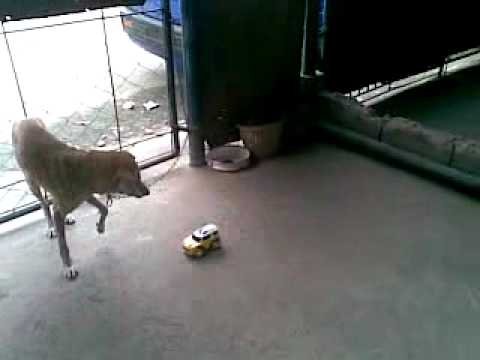 dog scared of a remote control car