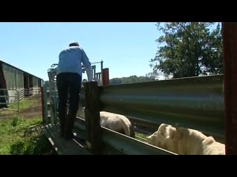 , title : 'Fièvre catarrhale : la vaccination des bovins a débuté en Bourgogne'