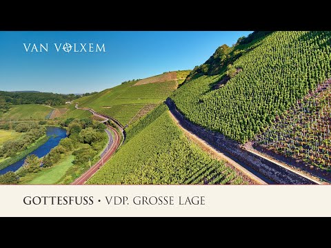 Weingut Van Volxem - die Lage "Gottesfuß" - VDP. Große Lage