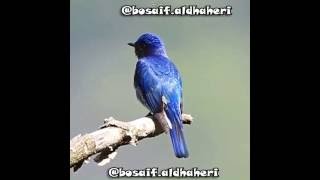 Download lagu masteran pleci Blue and white Flycatcher mp3 Download lagu masteran pleci Blue and white Flycatcher mp3