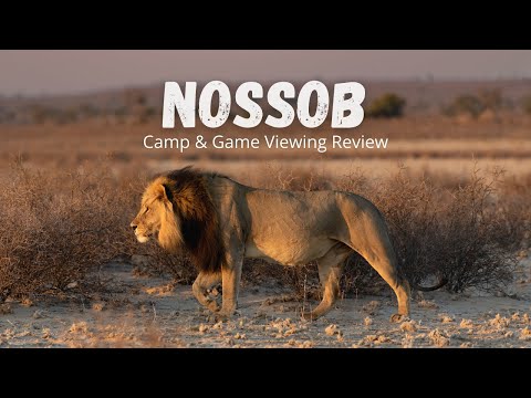 Nossob Rest Camp and Game Viewing Review - Kgalagadi Transfrontier Park