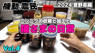 ニンニクの収穫と加工と何かを感じる猫の怪