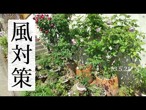 牡丹:春のバラ 植物