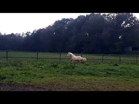 "Goldstück" Dreiklang AT x Dimension AT born 05.04.2017