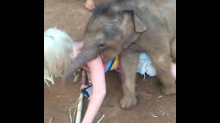 animales el bebé elefante