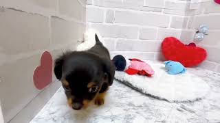 ハーフ犬の動画01