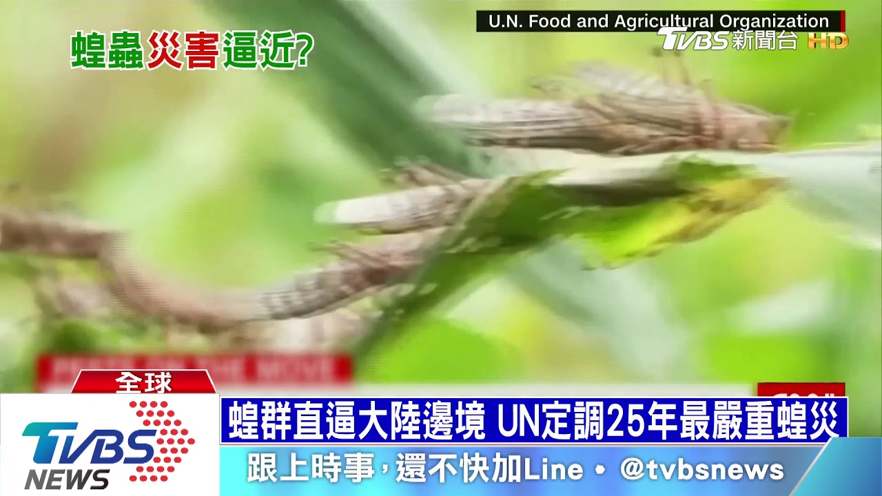 新冠肺炎疫情未息　4千億隻蝗蟲近逼大陸邊境