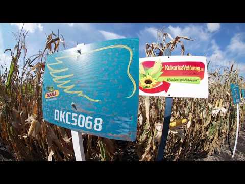 Dekalb DKC5068 kukorica vetőmag KukoricaVetőmag.hu Kft. 2017