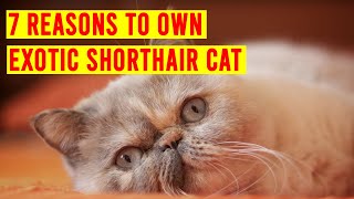 7 Reasons You Should Own An Exotic Shorthair Cat Breed/ All Cats