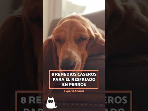 Does your dog have a cold? Offer them these 8 home remedies 🐶✅ #dogs #dogwithcold