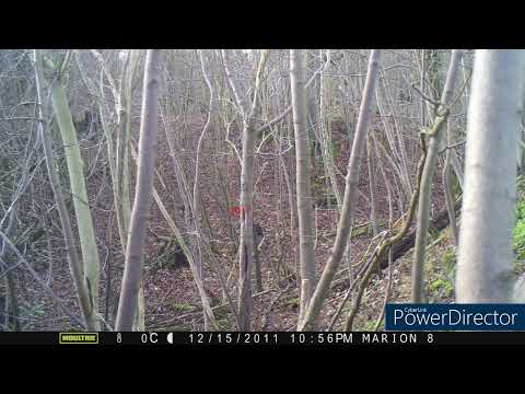 Black/Melanistic leopards (Big Cats) Stroud Gloucestershire, UK,Britain