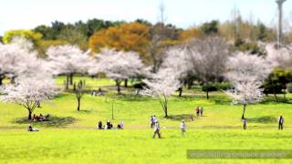 preview picture of video 'miniature-movie 福岡県の春日公園でミニチュア風動画'