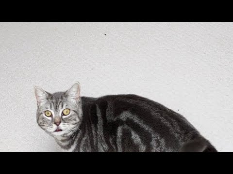 Cat Zoomies | 4K