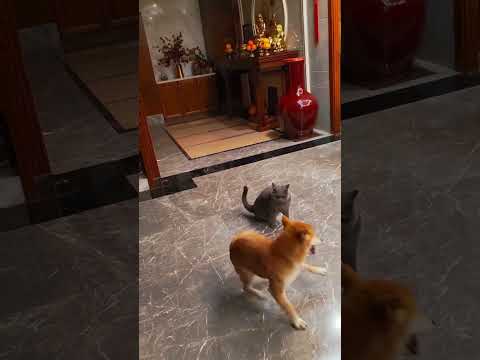 shaolin dog #dogs #shorts #funny