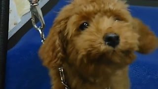 Toy Poodle puppy's first grooming