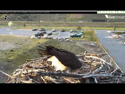 Hellgate Ospreys May 11 Iris laid an egg