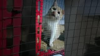 Download lagu Kucing Kesepian mp3 Download lagu Kucing Kesepian mp3