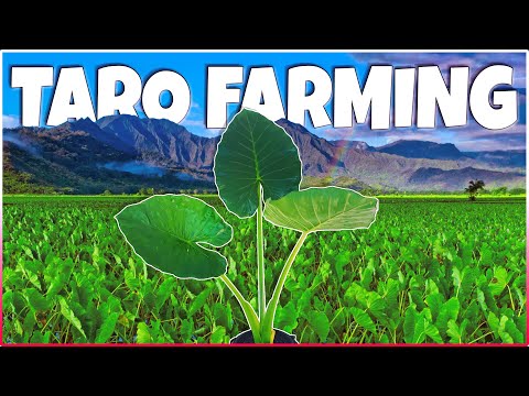 Taro Farming | How to Grow Taro at Home | Ultimate Guide to Taro Cultivation