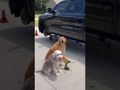 My dogs sabotaged me! #dog #goldenretriever