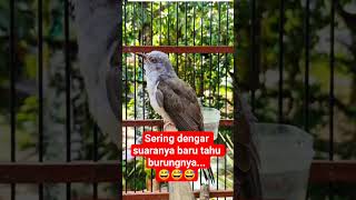 Download lagu Burung kedasih gacor 🔥🔥🔥 mp3