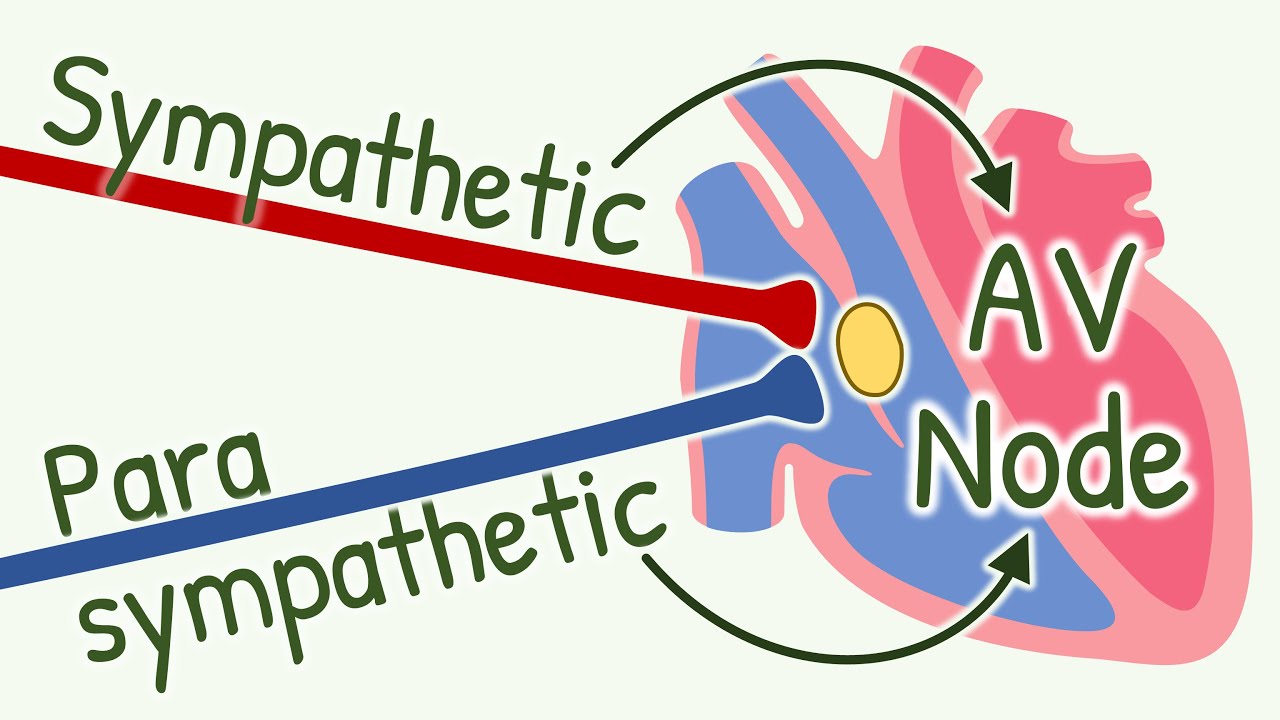 MIND BLOWING Effects of Parasympathetic and Sympathetic Activation on Impulse Conduction in AV Node