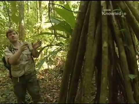 Ray Mears Extreme Survival S01E01 - Jungle Survival [LEKTOR PL]
