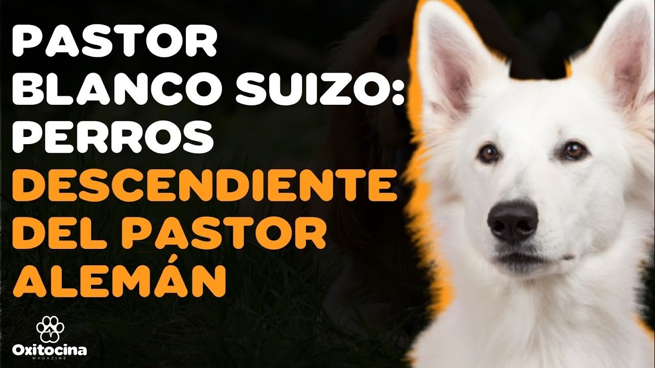 Watch 9 COSAS que debes SABER sobre el PASTOR BLANCO SUIZO Now 9 COSAS que debes SABER sobre el PASTOR BLANCO SUIZO