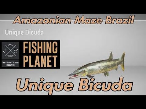 Einzigartige Bicuda – Amazonas-Labyrinth Brasilien – Angelführer von Fishing Planet
