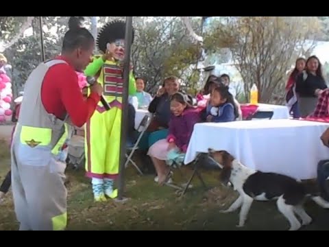 Perro ataca al payaso (Los Paya Flow)