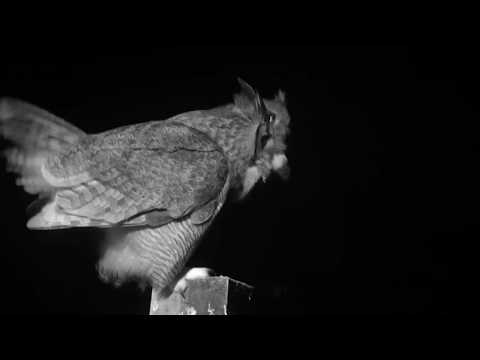 Great horned owls closeup duet and mating (1-31-19, Charlo Montana Osprey Nest).