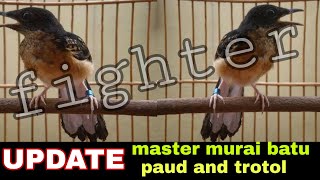 Download lagu MASTERAN MURAI BATU TROTOL UMUR 1-2-3-4 BULAN 2022 mp3 Download lagu MASTERAN MURAI BATU TROTOL UMUR 1-2-3-4 BULAN 2022 mp3