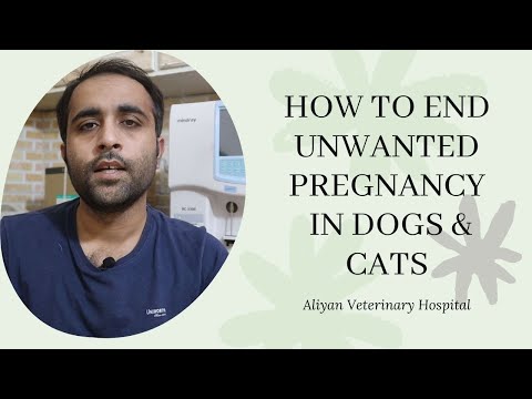 How to end unwanted pregnancy in dogs and cats by team Aliyan Vets