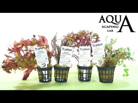 Rotala Aquatic Plant Care and Management