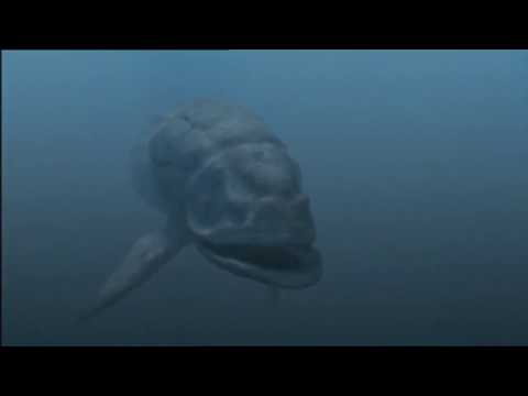 Leedsichthys vs Hybodus y Metriorhynchus