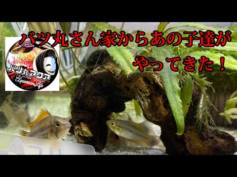 アピストグラマ カカトゥイデスについて詳しく解説