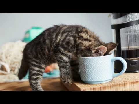 Cute Little Cats! | Cute Animals | The Adventurer - Avani Polsani