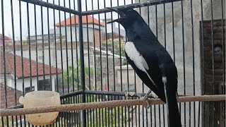 Pancingan kacer ngeplong memanggil lawan agar nyau bunyi di pagi hari, kacer apasaja langsung nyaut!
