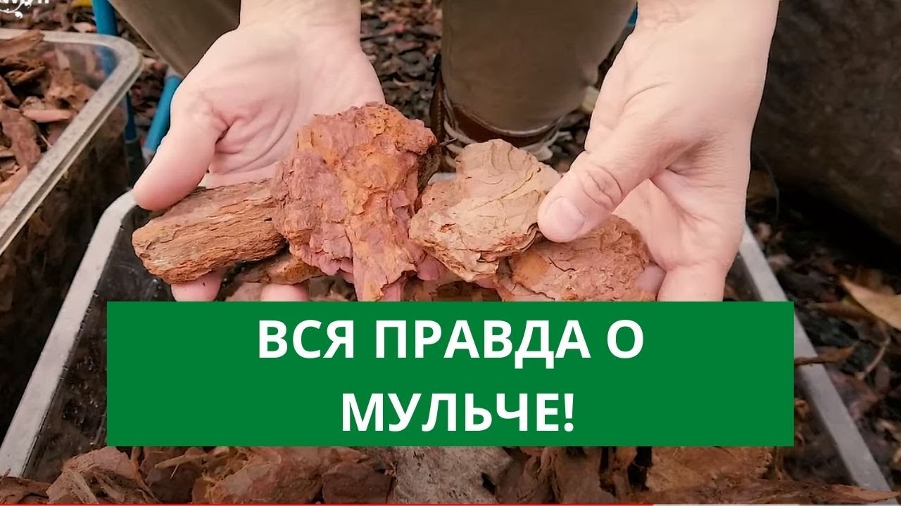 Мульча есть, а урожая нет? Как повысить плодородие, с помощью мульчи