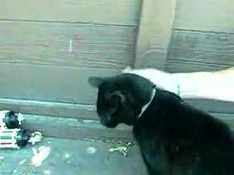 Chester the cat berkeley part 2